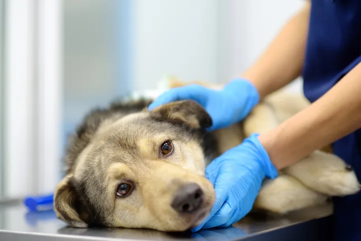 A dog lying on a table with gloved hands resting on their body.