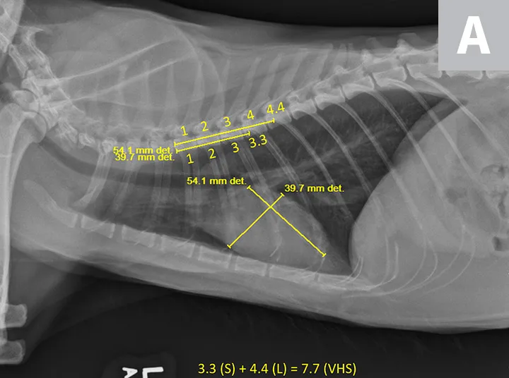Lateral and VD thoracic images of a cat with a normal-sized heart and overlying VHS measurements on lateral view.