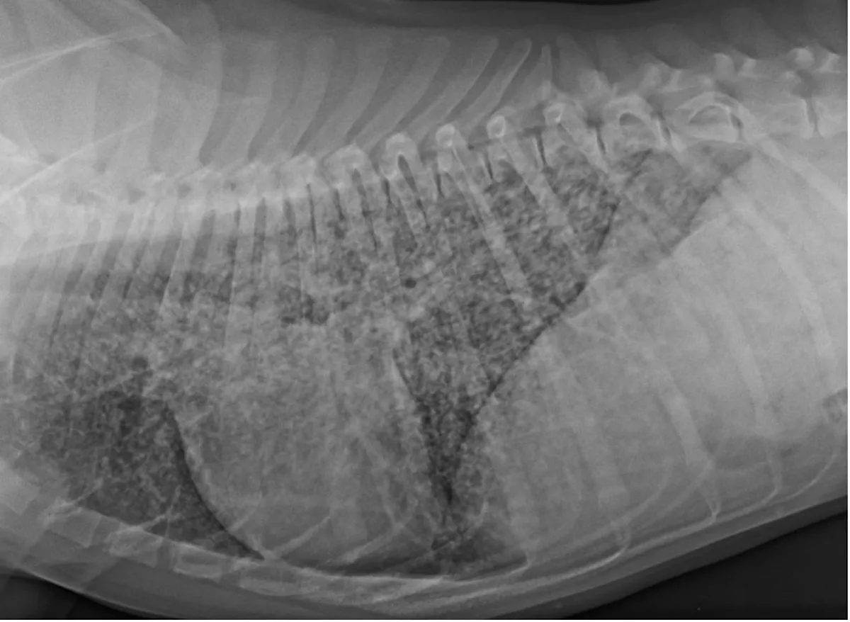 A lateral thoracic radiograph of a dog.