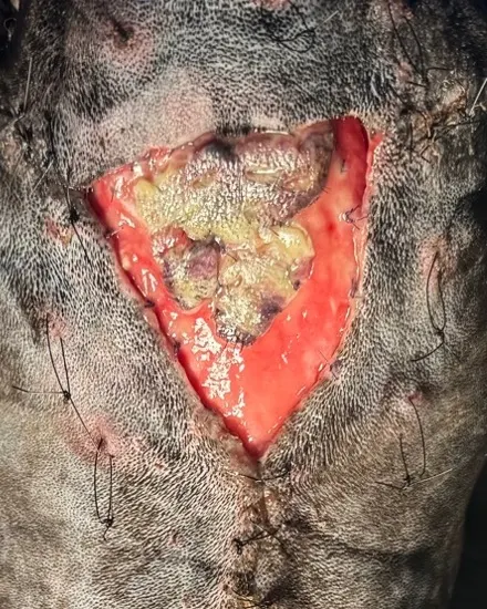 selected slide image