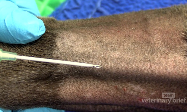 Intravenous Catheter Placement In Dogs