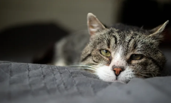 An older cat resting indoors staring into the camera.