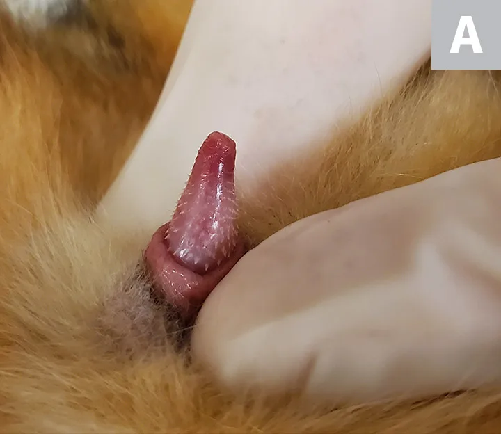 Figure 1A: A close-up of an unneutered cat’s penis. Figure 1B: A close-up of a neutered cat’s penis.