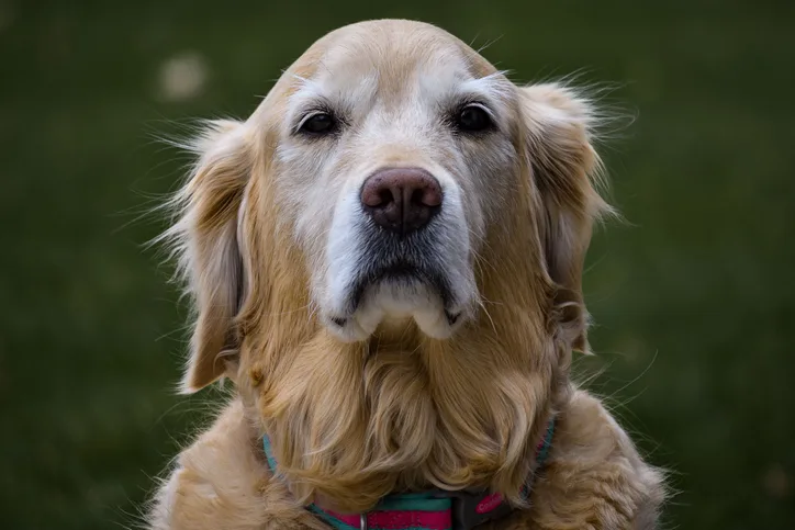 An older dog looking into the camera.