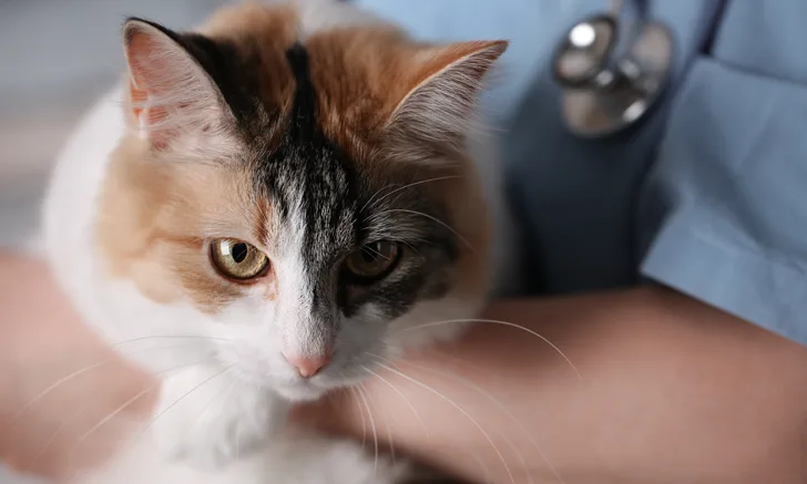 A veterinary professional holding a multicolored cat.