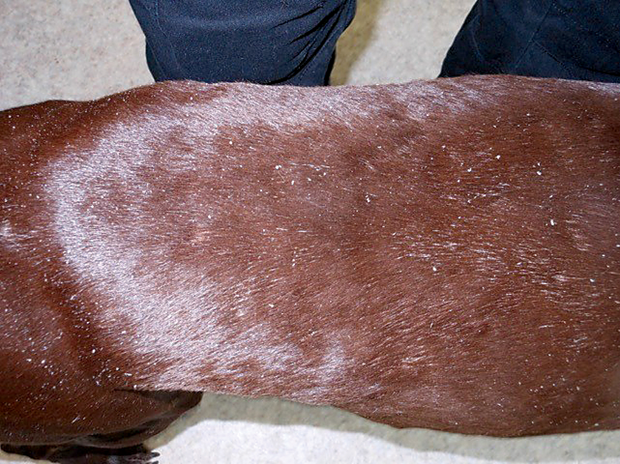 Lupoid dermatosis hot sale german shorthaired pointer