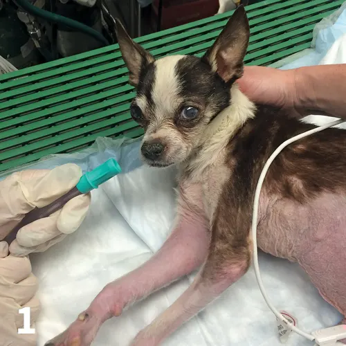 Gloved hand holding tubing up to nose of a Chihuahua lying on an exam table.
