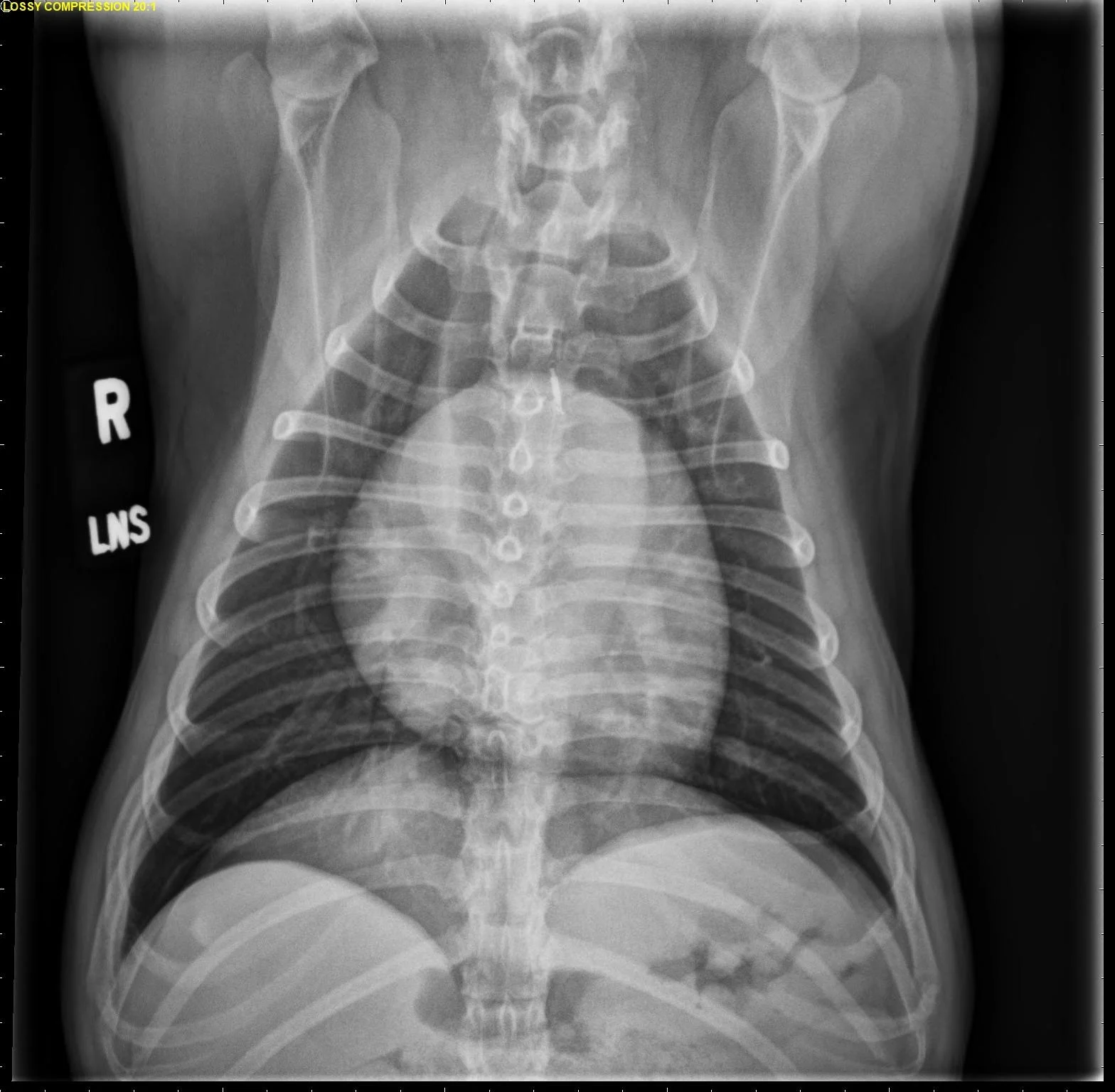 Radiographs in a dog.