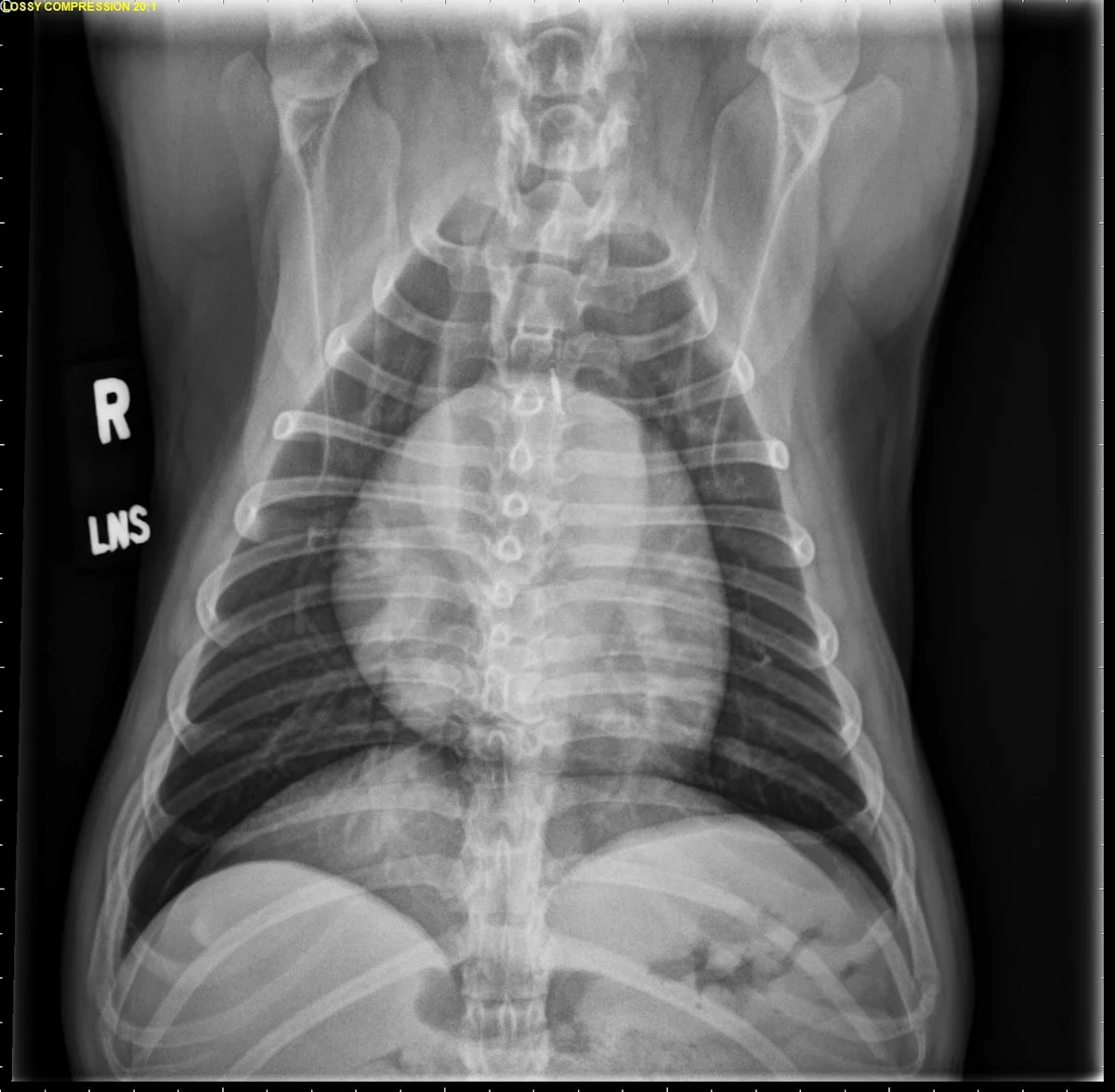 Radiographs in a dog.