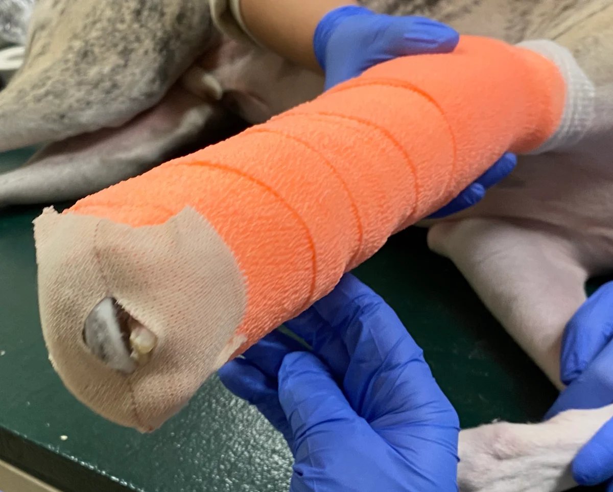 Gloved hands holding elastic tape with hole cut in center and bandaged leg shown with elastic tape placed on end of bandage.