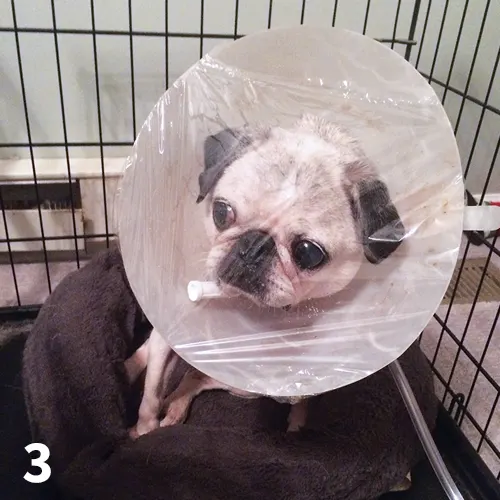 Pug with E-collar covered over with plastic wrap and oxygen tubing protruding through edge of E-collar beneath the plastic.
