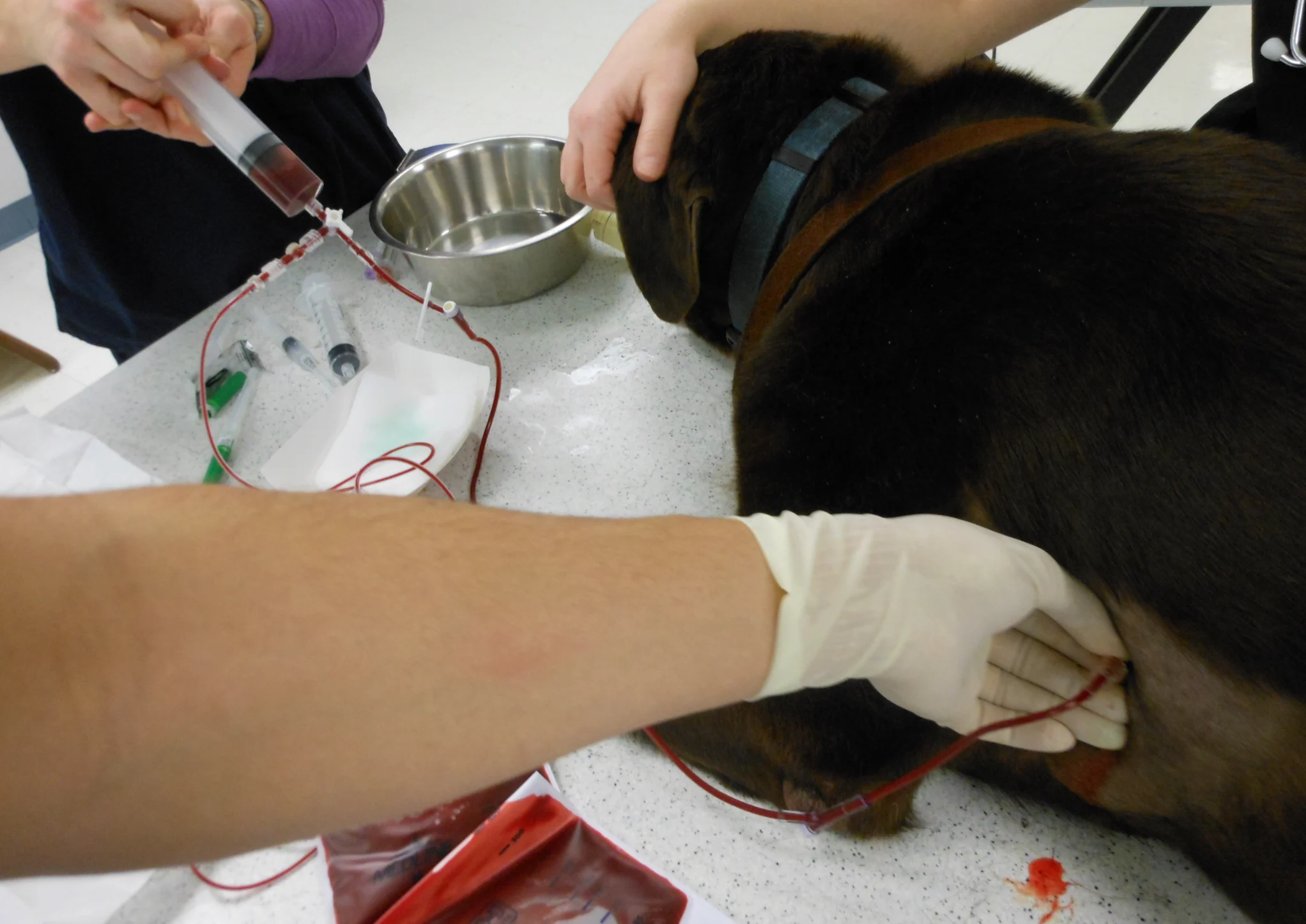 Person drawing bloody fluid from thoracocentesis tubing emerging from dog lying sternally on table.