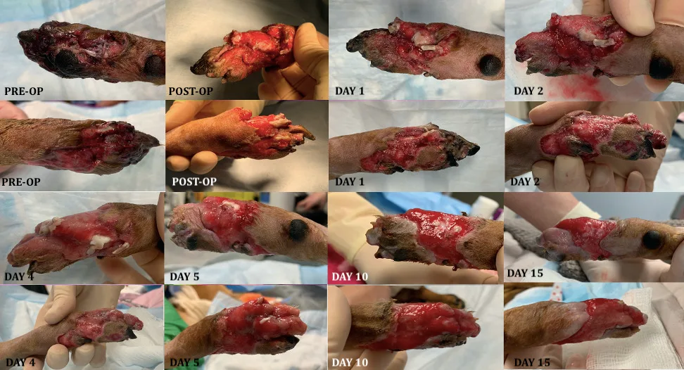 Wound on the pelvic limb of a dog from preoperation through 15 days postoperation