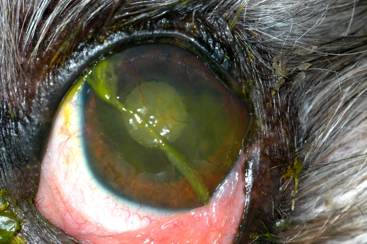 Close-up of dog’s eye showing ingrowth of vessels into the cornea, thick discharge, and bright pink conjunctiva.