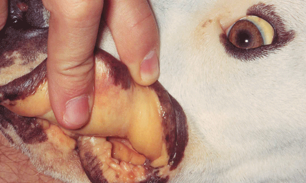 Diagnosing Treating Babesiosis in Dogs Clinician s Brief