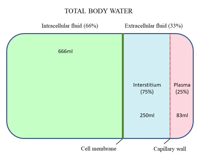 An illustration showing the distribution of total body water into intracellular and extracellular fluid compartments.