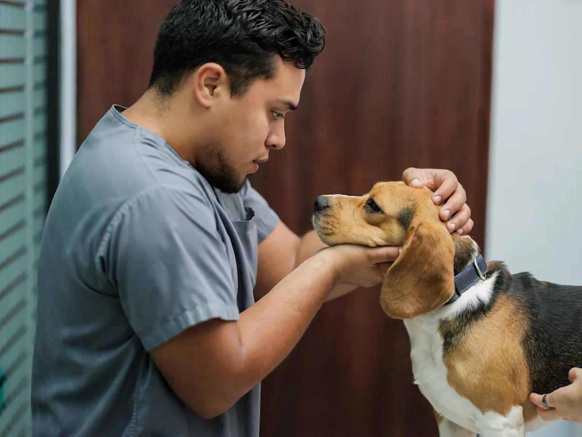 A male veterinarian examining a dog.