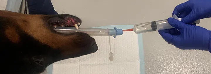 Gloved hands aspirating from syringe attached to red rubber catheter inserted into endotracheal tube in a dog.