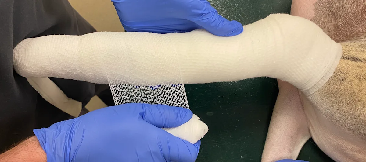 Gloved hands showing proper application of elastic gauze over layer of cast padding on dog’s front limb.