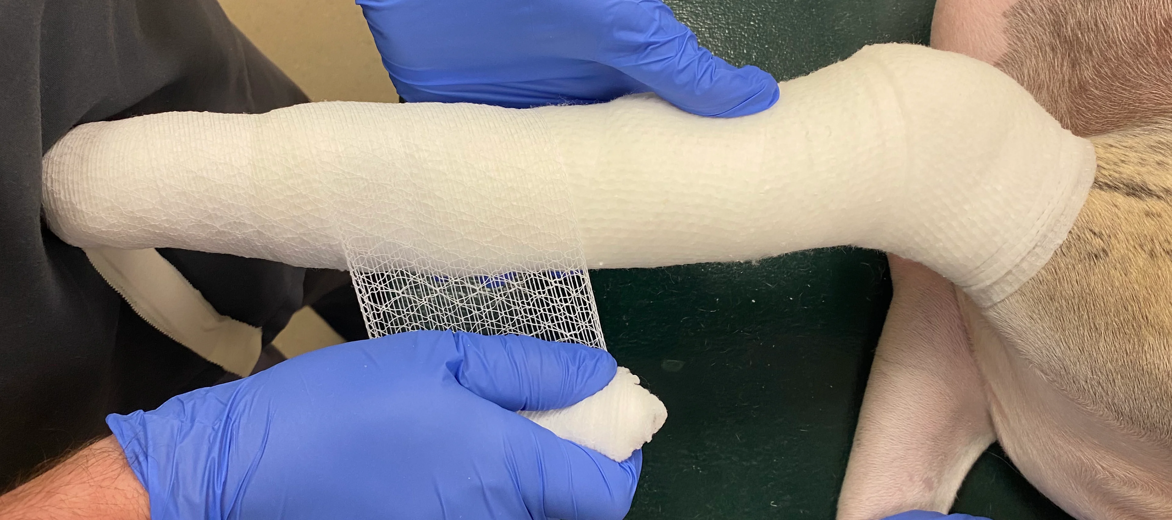 Gloved hands showing proper application of elastic gauze over layer of cast padding on dog’s front limb.
