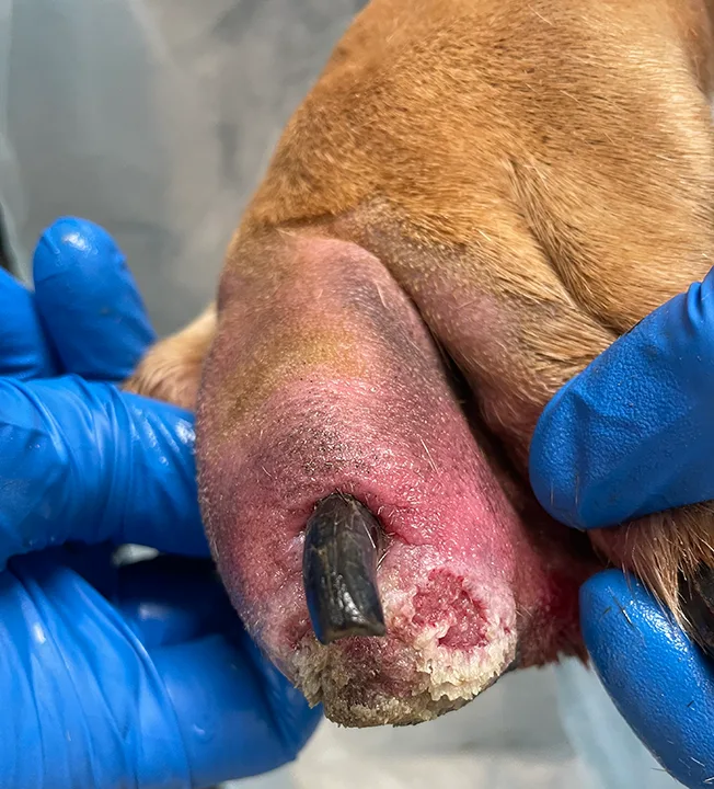A close-up of a shaved third digit of a dog showing erythema, swelling, crusting, and ulceration.