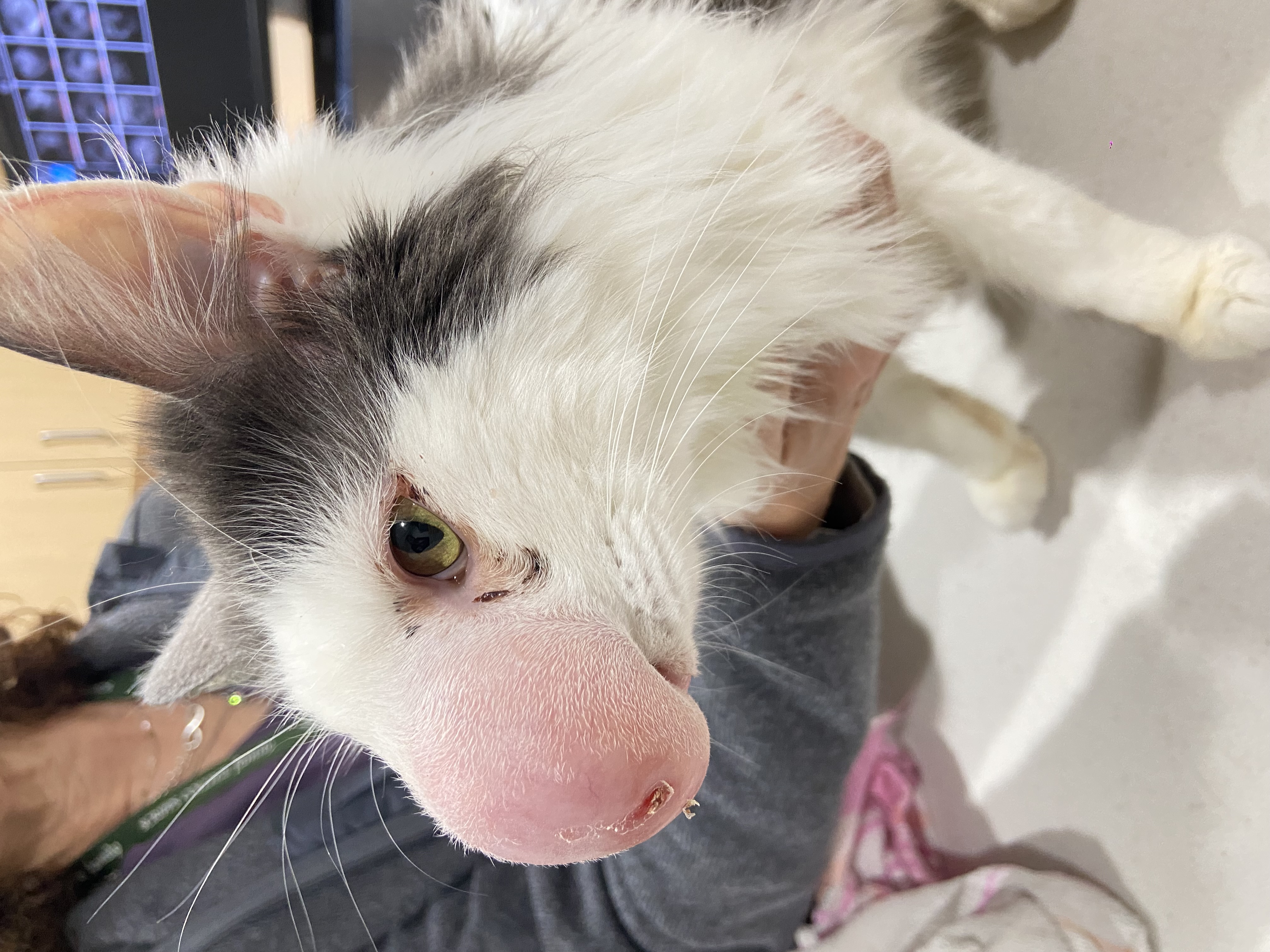 Your Go-To Resource for Veterinary Essentials & Insights