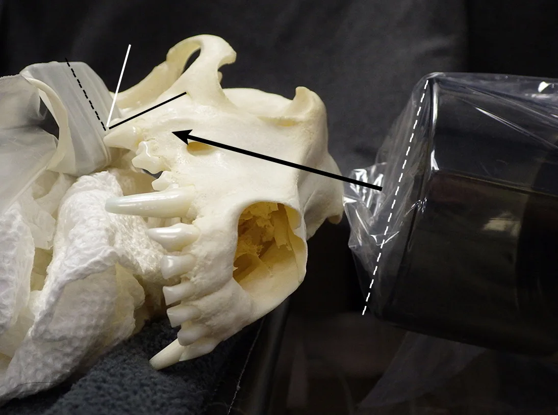 Skull adjacent to dental x-ray tube head with markings indicating proper positioning for radiograph.