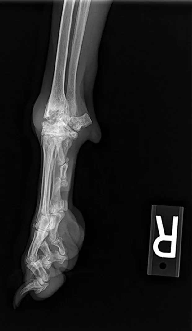 Lateral radiograph of a canine forelimb.