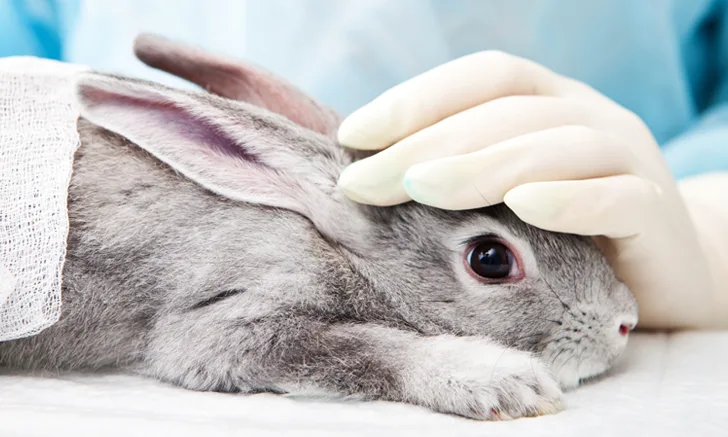 Veterinary professional resting a hand on a gray rabbit's head.