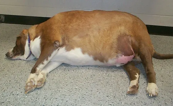 Top and side views of a morbidly obese dog.