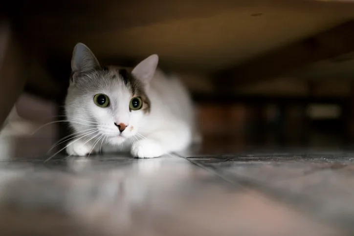 A white cat hiding under a piece of furniture.