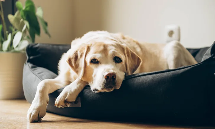 A yellow Labrador resting in a dark gray dog bed. 