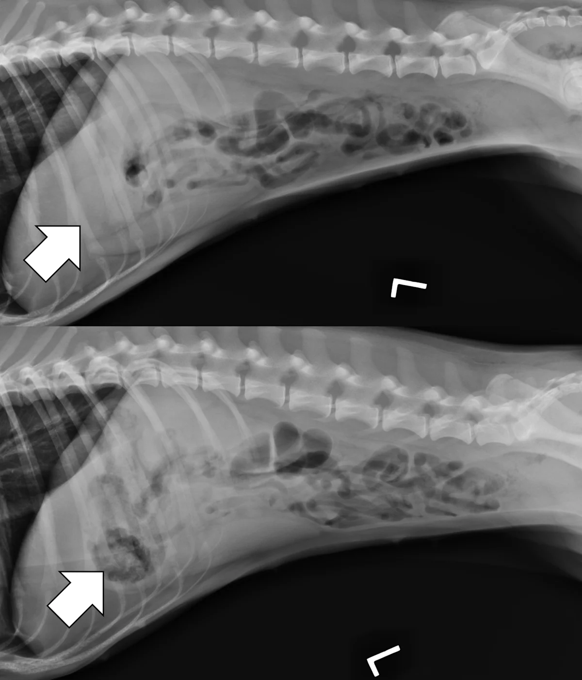 Two left lateral abdominal radiographs of a dog showing before and after a pneumogastrogram.
