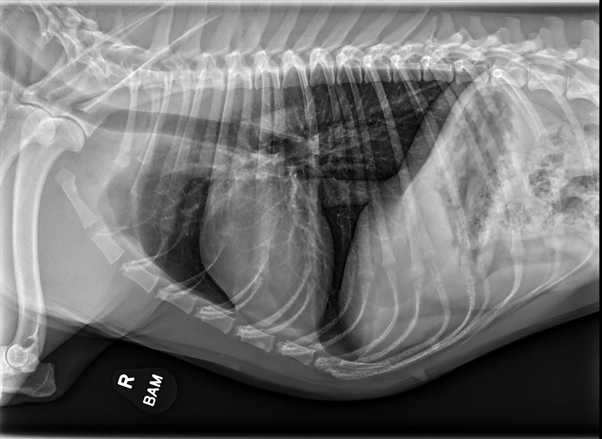 Radiograph in a dog.