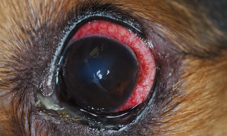 A dog's eye with reddened sclera and mucopurulent discharge at the medial corner.