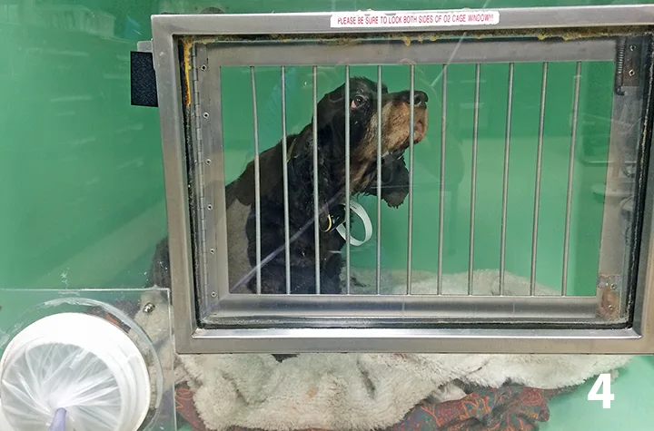 Dog sitting with head extended upwards within oxygen cage.
