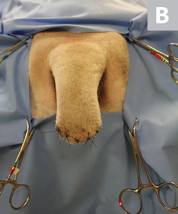 Images of amputated tail with initial suture in center then after all sutures in place closing skin.