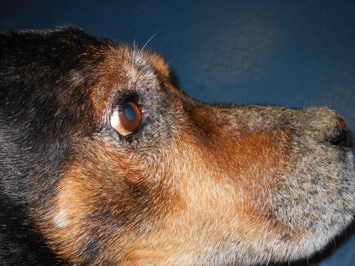 Side view of a dog’s face with alopecia and crusting around eyes and rostral and dorsal muzzle.