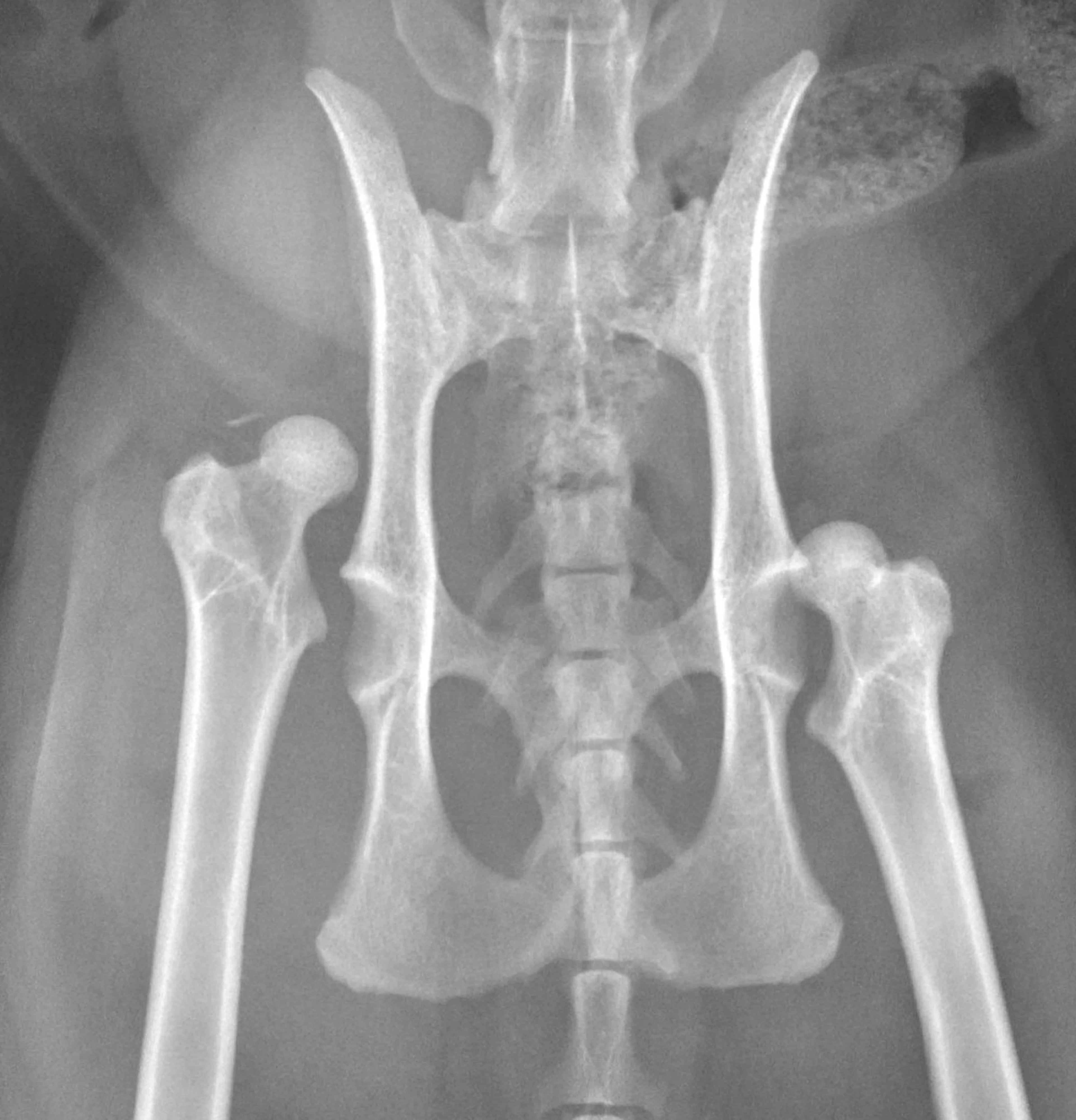 A ventrodorsal radiograph of a feline patient with bilaterally luxated coxofemoral joints.