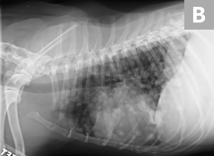 Canine Hemangiosarcoma | Clinician's Brief