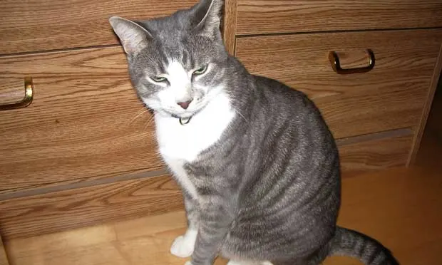 Gray and white tabby cat sitting on a cabinet.