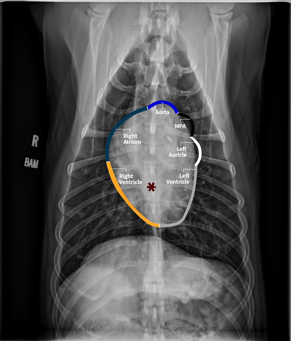Radiographs in a dog with lines and an asterisk highlighting findings.