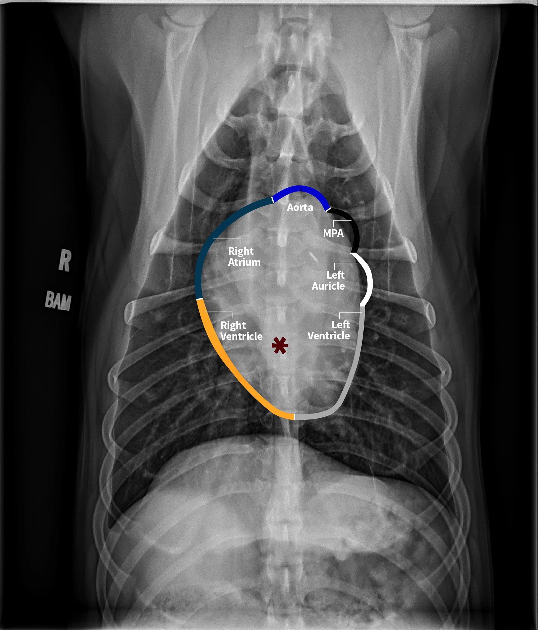 Radiographs in a dog with lines and an asterisk highlighting findings.