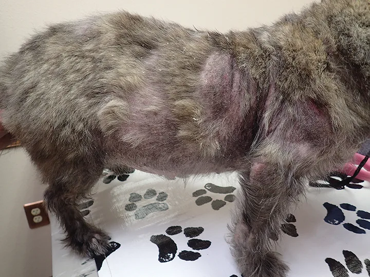 A lateral view of a dog with diffuse hair loss and crusted skin.