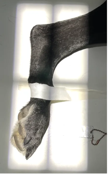 Proper collimator beam alignment and positioning of a dog's pelvic limb to obtain a lateral radiograph of the tarsus and metatarsus.