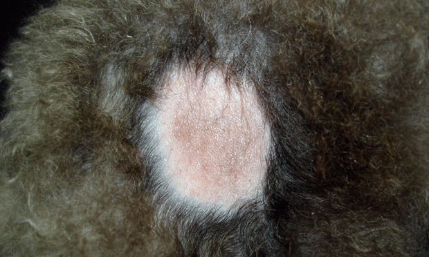 Seasonal flank alopecia in dogs outlet treatment