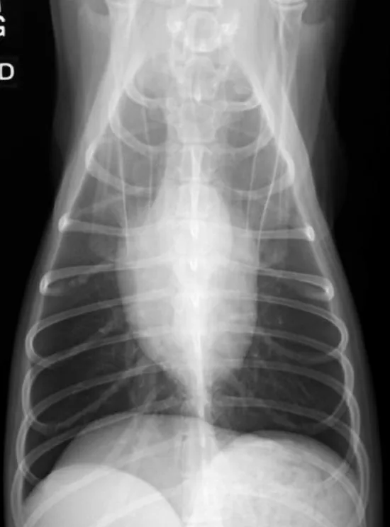 Lateral and ventrodorsal thoracic X-rays of a normal dog and cat.