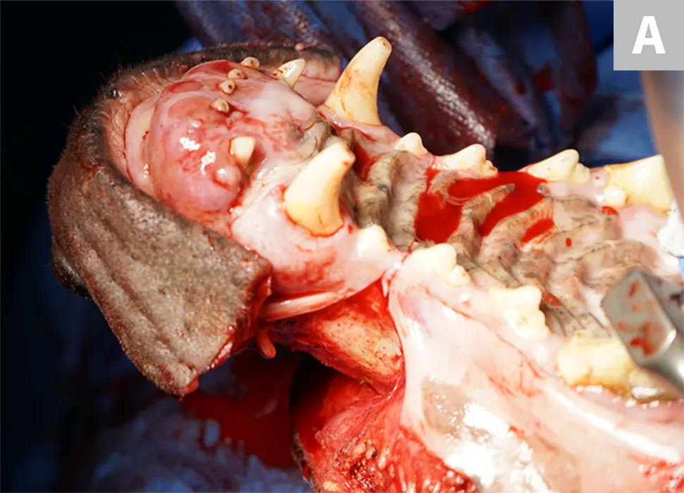 selected slide image