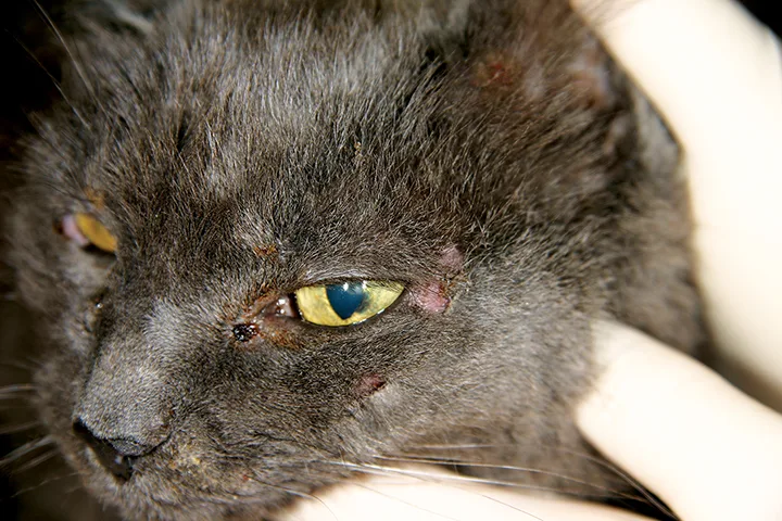 selected slide image