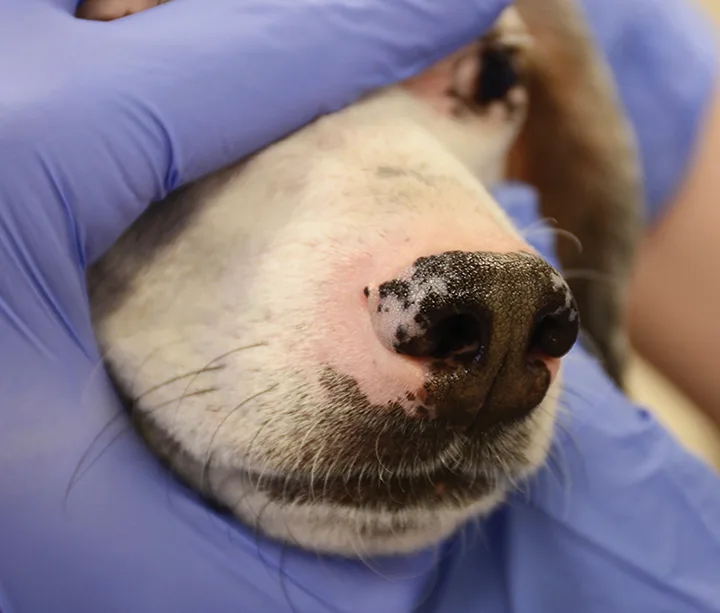 A close-up of a dog’s black nasal planum with patchy areas of white.